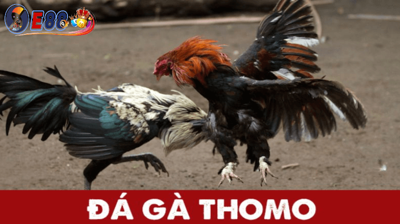 Các yếu tố cần xem xét khi chọn gà để tham gia đá gà thomo