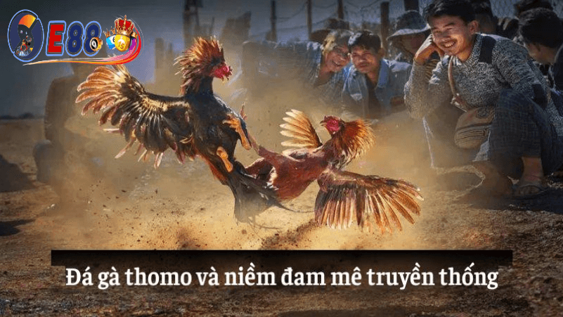 Đá gà thomo hôm nay tại E88