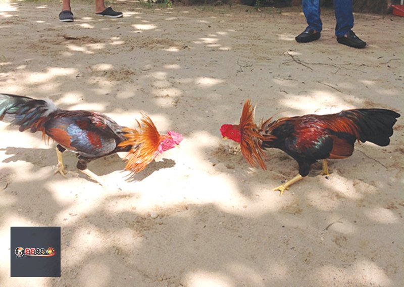 Đá Gà E88 - Hiểu đúng về đá gà trực tuyến Đá Gà E88 - Hiểu đúng về đá gà trực tuyến